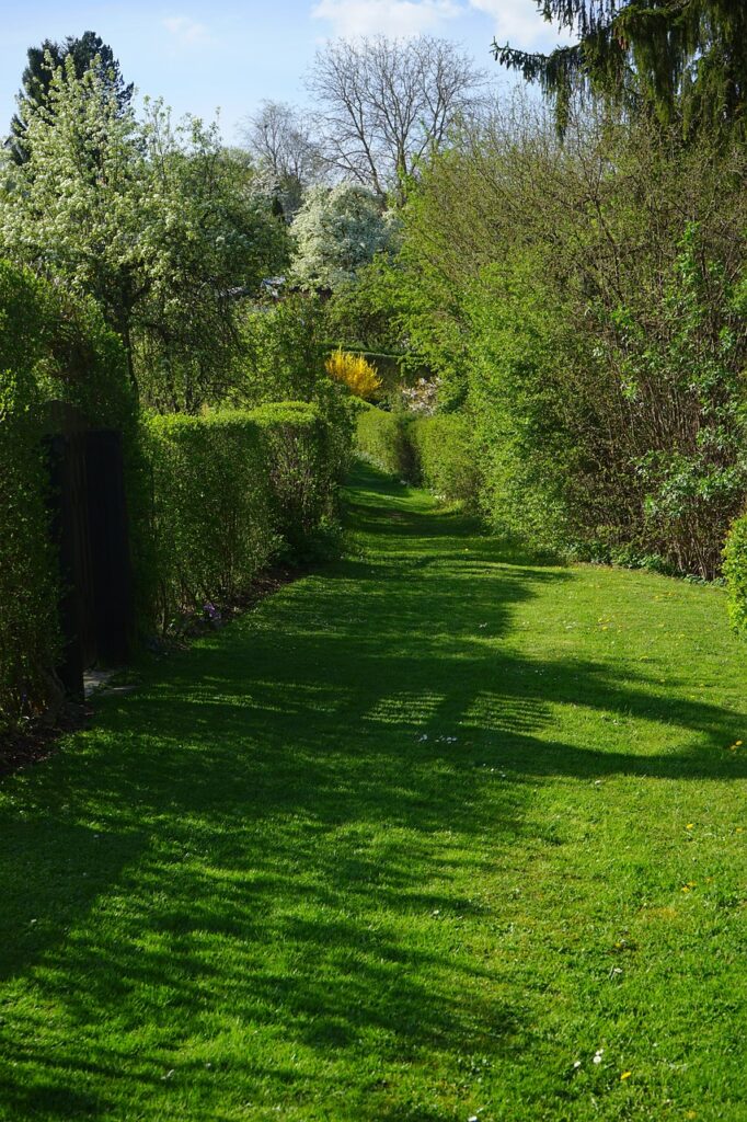 meadow, path, hedge-324387.jpg